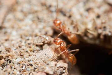 Red ant close up macro photography, can be used to represent pest control of an ant colony of the formica rufa kind of ants