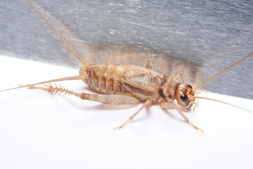 common cricket close up photography, can be used to represent insect pest control and an exterminator