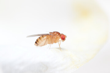 Fruit fly close up macro photography, common housefly that proliferate near spoiled food and used...