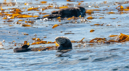 Sea otters floating in the waters of Monterrey Bay, California.