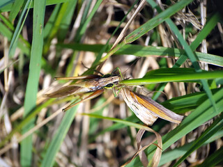 Grasshopper in grass