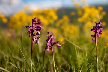 Obraz premium Orchids papilionacea close up . plant and flower in it's natural environment, wild orchid.