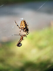 spider on web