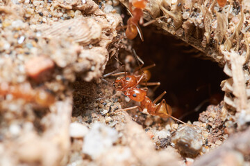 Red ant close up macro photography, can be used to represent pest control of an ant colony of the formica rufa kind of ants
