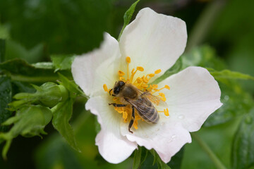 bee on a flower