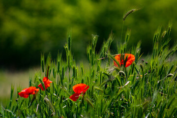 red poppy flowers