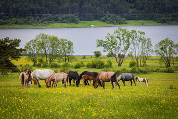 Fototapeta premium horses on the lake