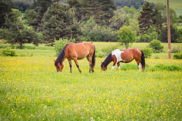 horse and foal in field