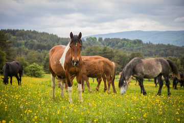 horses on the meadow