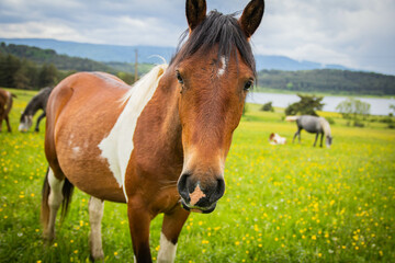 Naklejka na ściany i meble horse in the meadow