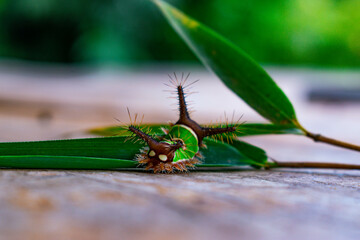 Impresionante-gusano-escalando-hoja