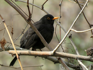 wild bird of the genus Turdus, black in color, commonly called Blackbird