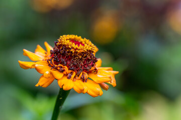 Blossom yellow zinnia flower on a green background on a summer day macro photography. Blooming zinnia with yellow petals close-up photo in summertime.	