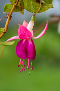 Blooming purple pink fuchsia flower with raindrops macro photography in a summer day. Small wet flower with purple and pink petals in a rainy day closeup photo.	