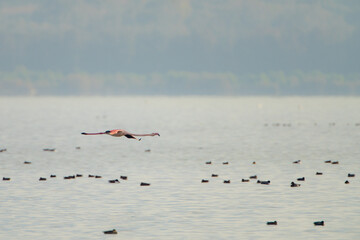 Pink Flamengo on Tunis Lake - Tunisia