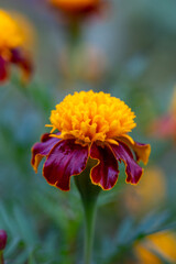 Blooming marigold flower in raindrops macro photography on a summer day. Garden tagetes flowers with water drops on a bright red petals closeup photo in summer. Red flower on a rainy day.