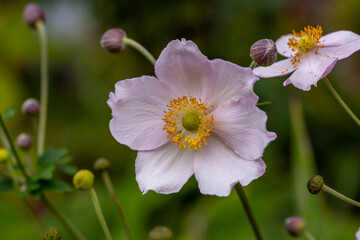 Blossom pale pink anemone flower macro photography in summer day. Windflower with light pink petals on green background close-up photo in summertime.	