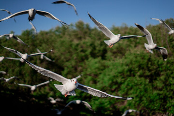 bird close-up