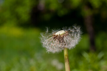 white beautiful dandelion flowers with seeds