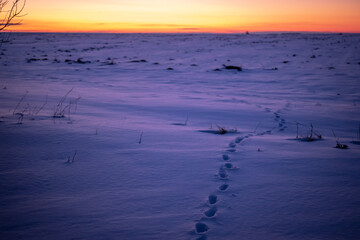 Animal footprints in the snow, sunset landscape background photo