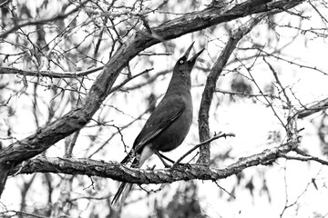 a bird perched on a tree branch