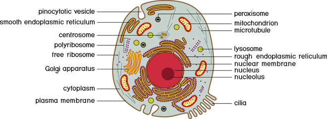 Animal cell structure. Educational material for biology lesson - obrazy, fototapety, plakaty