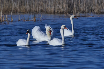 Höckerschwäne während der Balz