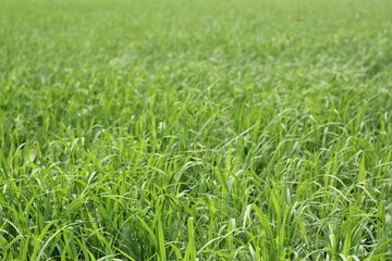 Green paddy plants on waving on the paddy field