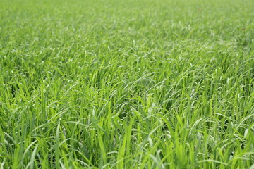 Green paddy plants on waving on the paddy field