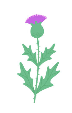 Milk thistle flower bud on a stem with leaves. Vector flat illustration isolated on white.