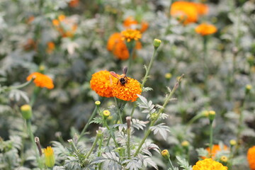 Marigold flowers blooming on garden