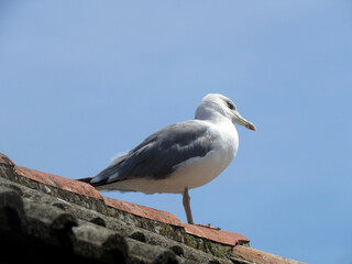 seagull on the roof