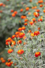 Red marigold flowers blooming on garden