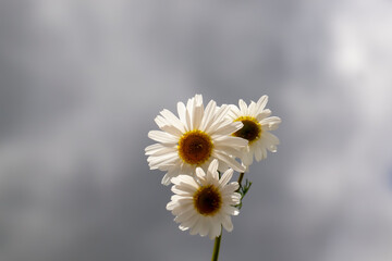 shrubs of white daisies in the summer
