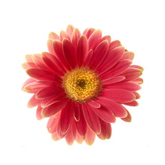 Beautiful gerbera flower. Gerbera is native to tropical regions of South America, Africa and Asia..