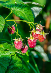 Close up of branch of ripe raspberries in a garden
