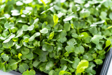 Microgreens
