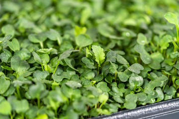 Microgreens