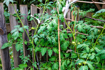 Hanging unripe growing green tomatoes on plant vine in garden tied to bamboo stakes with green foliage against wooden fence of home house and nobody in early summer season - Powered by Adobe