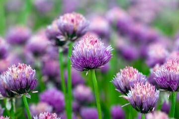 garlic blooming in the summer