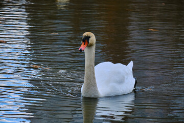 white swan swims on a lake on a spring day