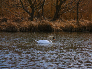 white swan swims on a lake on a spring day