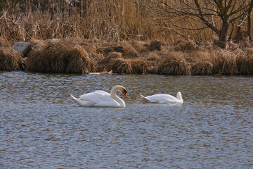white swan swims on a lake on a spring day