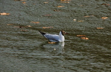 Seagull swims in a lake with spring yellow leaves fallen
