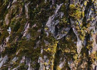 Tree bark, Natural moss texture wood background. Green moss.	