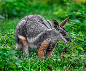 Yellow-footed rock wallaby on the lawn. Latin name - Petrogale xanthopus