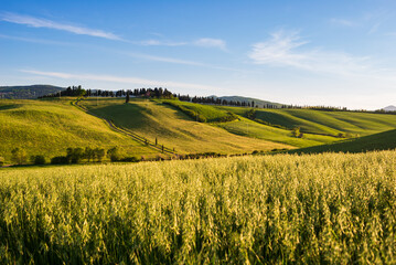 Unique green landscape in Volterra Valley, Tuscany, Italy. Scenic dramatic sky and sunset light...