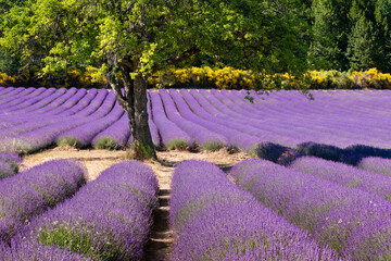 Provence lavender field in Summer near village of Aurel. Vaucluse in the Provence-Alpes-Cote d'Azur Region, France - obrazy, fototapety, plakaty