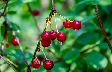 Close-up of a branch of ripe cherry with drops in the garden