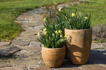 the daffodil flowers in a clay pots